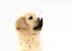 Nintendogs - Teaser 2005 DS