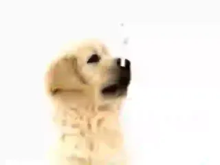 Nintendogs - Teaser 2005 DS